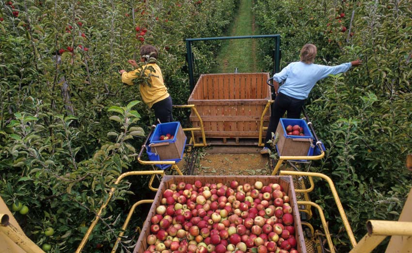 Saisonniers agricoles : des opportunités à cueillir !